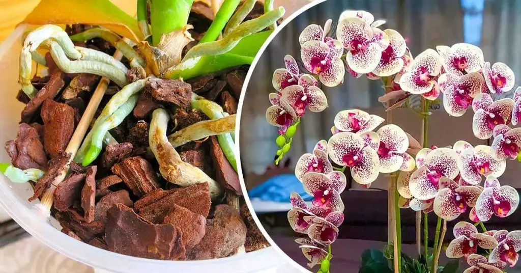 El truco para revivir una orquídea seca cuyas flores se han marchitado ...