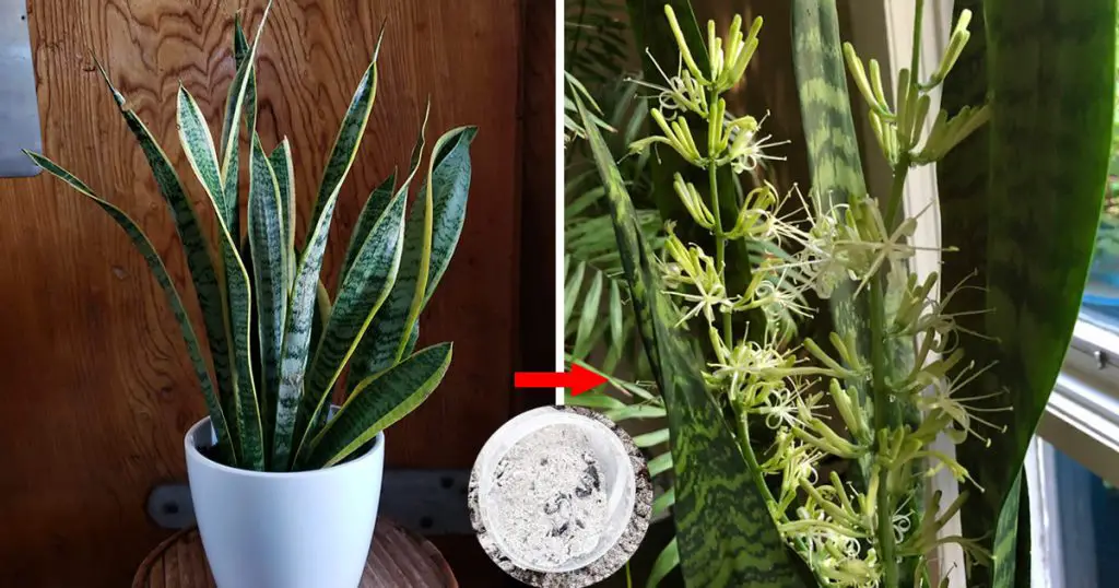 C Mo Cuidar Sansevieria En Invierno Consejos De Jardinero Trucos Para El Hogar