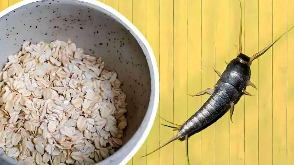 Silverfish, el ingrediente revelado que evitará que vuelvan a entrar a ...